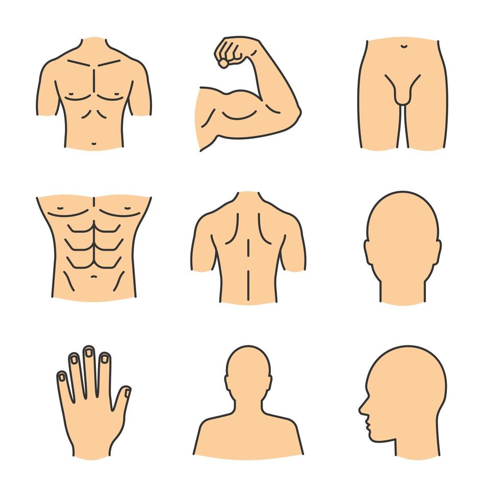 mannelijke lichaamsdelen kleur pictogrammen instellen. hoofd, hand, biceps, romp, rug, billen, profiel, lies. geïsoleerde vectorillustraties vector