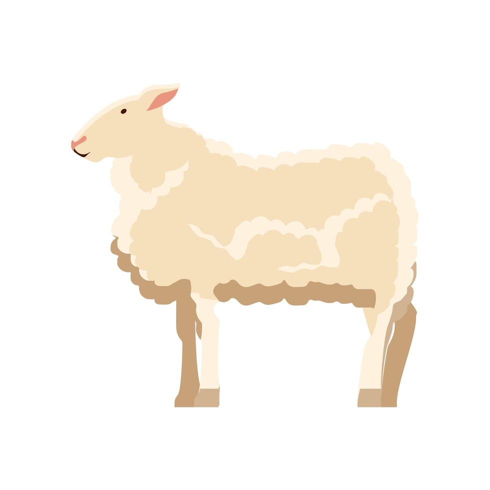 schapen boerderijdier vector