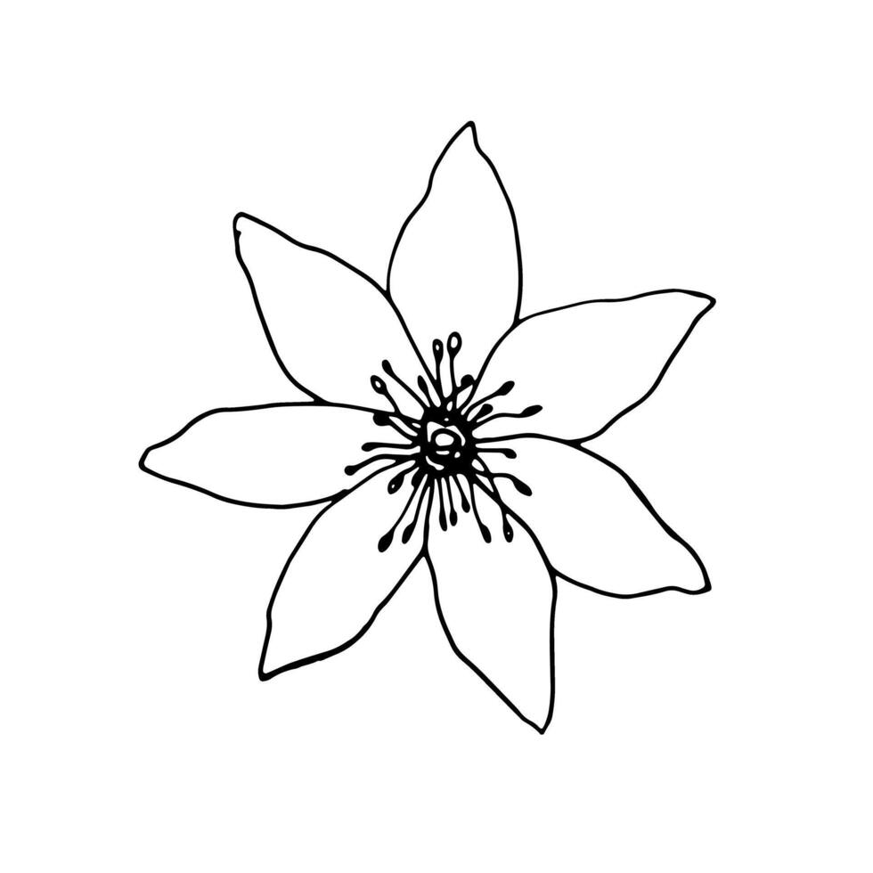 vector contour bloem. elegant hand- getrokken botanisch element voor decoratie. inkt monochroom botanisch illustratie voor bruiloft kaarten en polygraaf, logo, tatoeëren