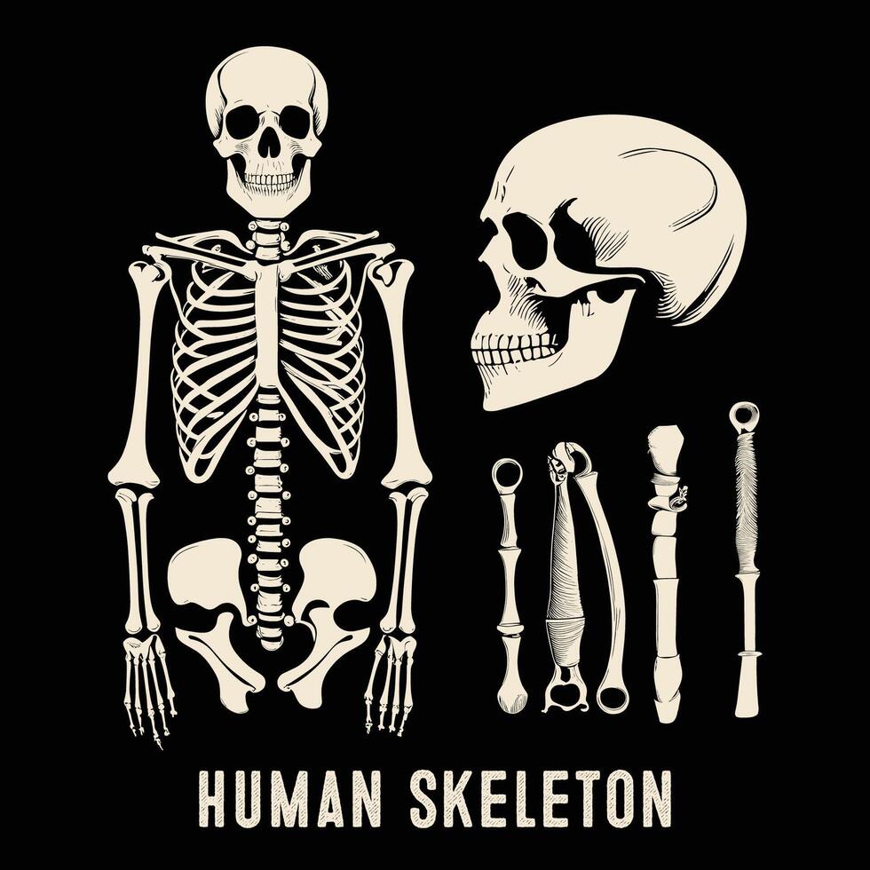 hand- getrokken menselijk skelet gegraveerde wijnoogst stijl vector