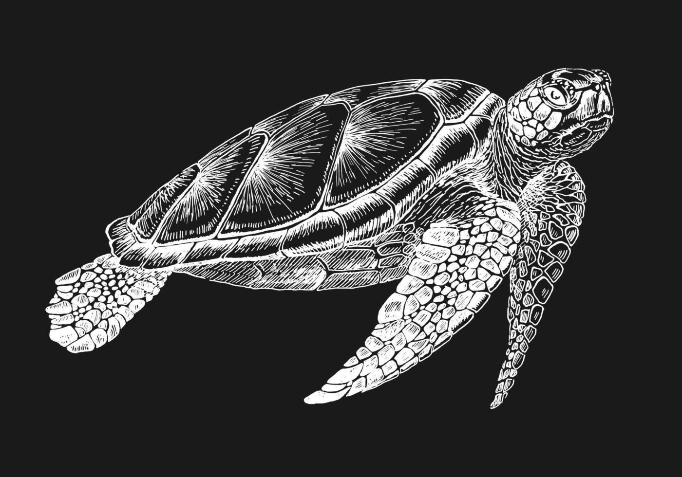 zeeschildpad. handgetekende illustratie geconverteerd naar vector. vector met dier onder water.