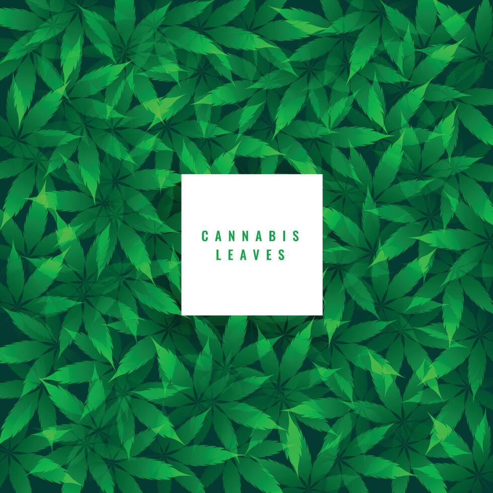 groen marihuana bladeren patroon achtergrond vector