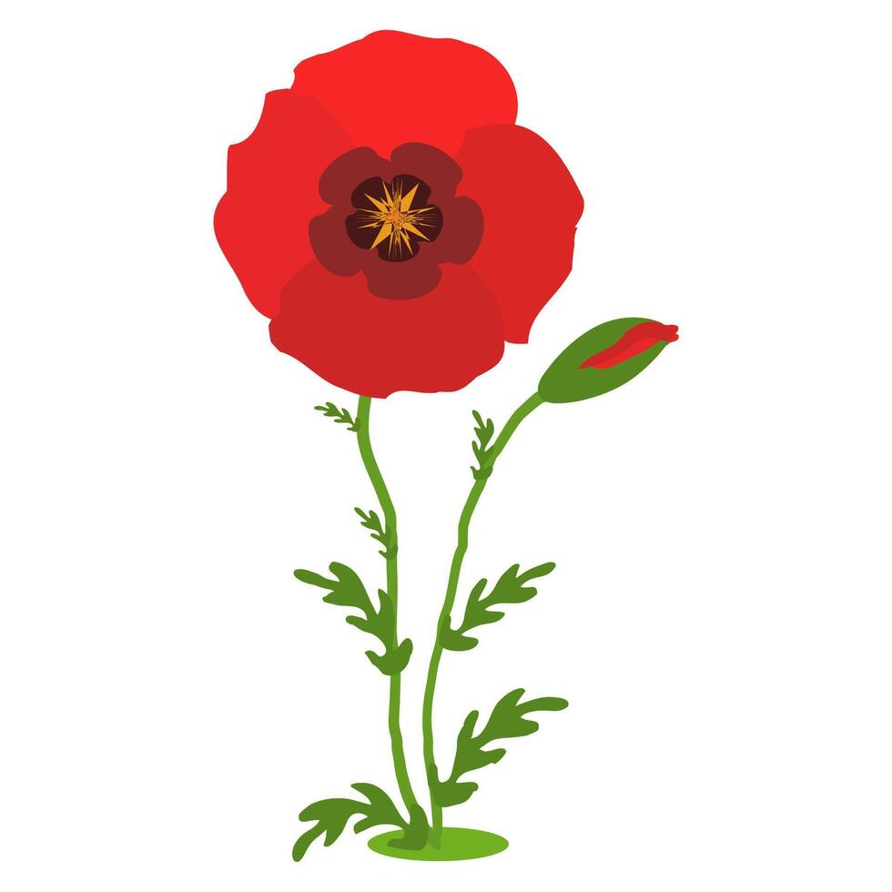 papaver bloemen. rood klaprozen met stengels Aan wit achtergrond. vector illustratie