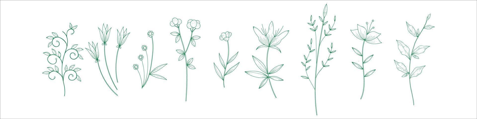 hand getekend botanisch blad vector