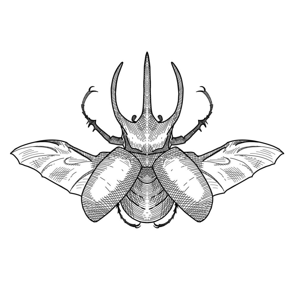 toeter kever insect hand- getrokken gravure schetsen vector illustratie ontwerp