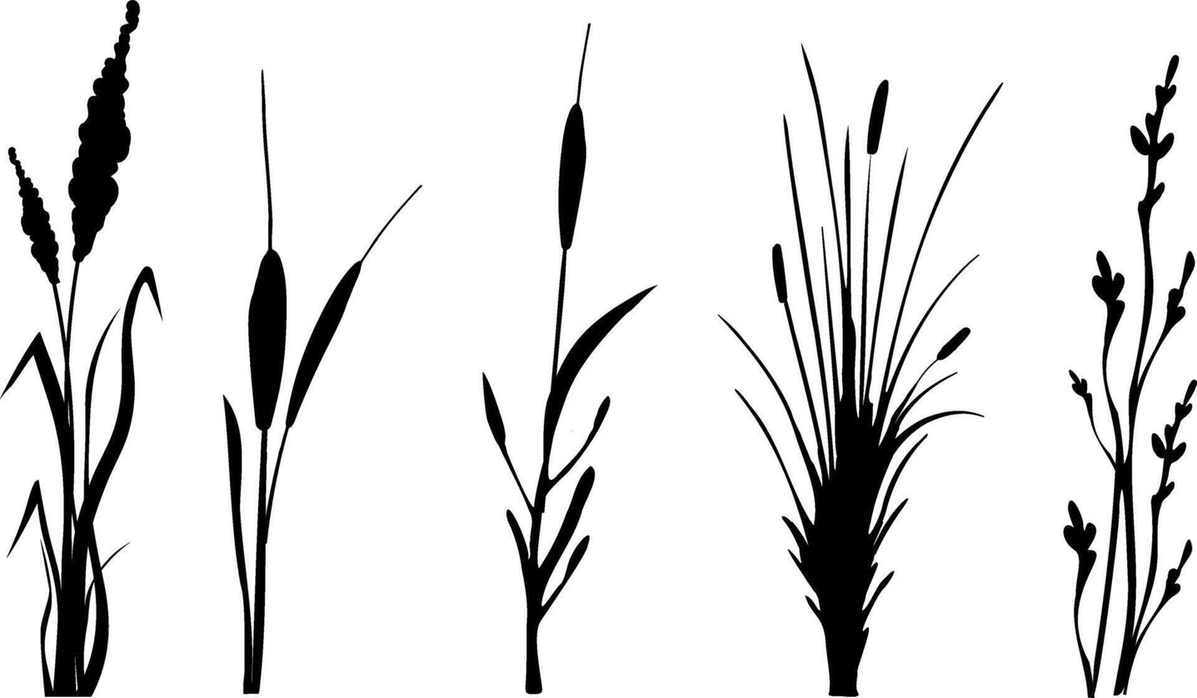 beeld van een monochroom riet, gras of biezen Aan een wit background.isolated vector tekening.zwart gras grafisch silhouet.