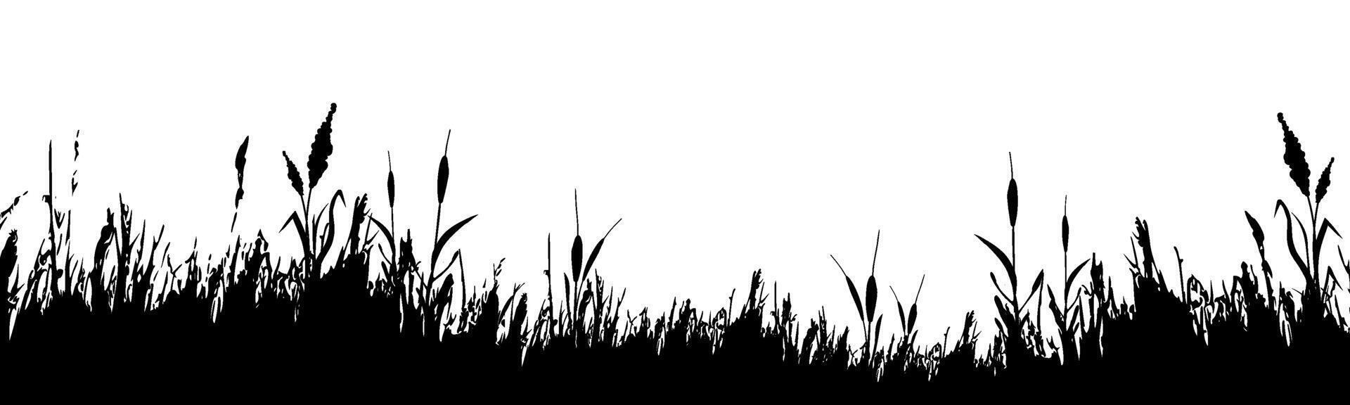 beeld van een monochroom riet, gras of biezen Aan een wit background.isolated vector tekening.zwart gras grafisch silhouet.