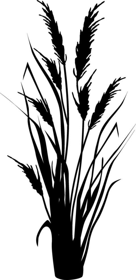 beeld van een monochroom riet, gras of biezen Aan een wit background.isolated vector tekening.zwart gras grafisch silhouet.