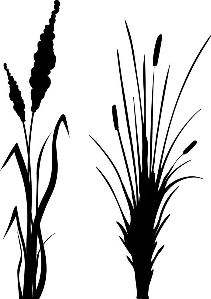 beeld van een monochroom riet, gras of biezen Aan een wit background.isolated vector tekening.zwart gras grafisch silhouet.