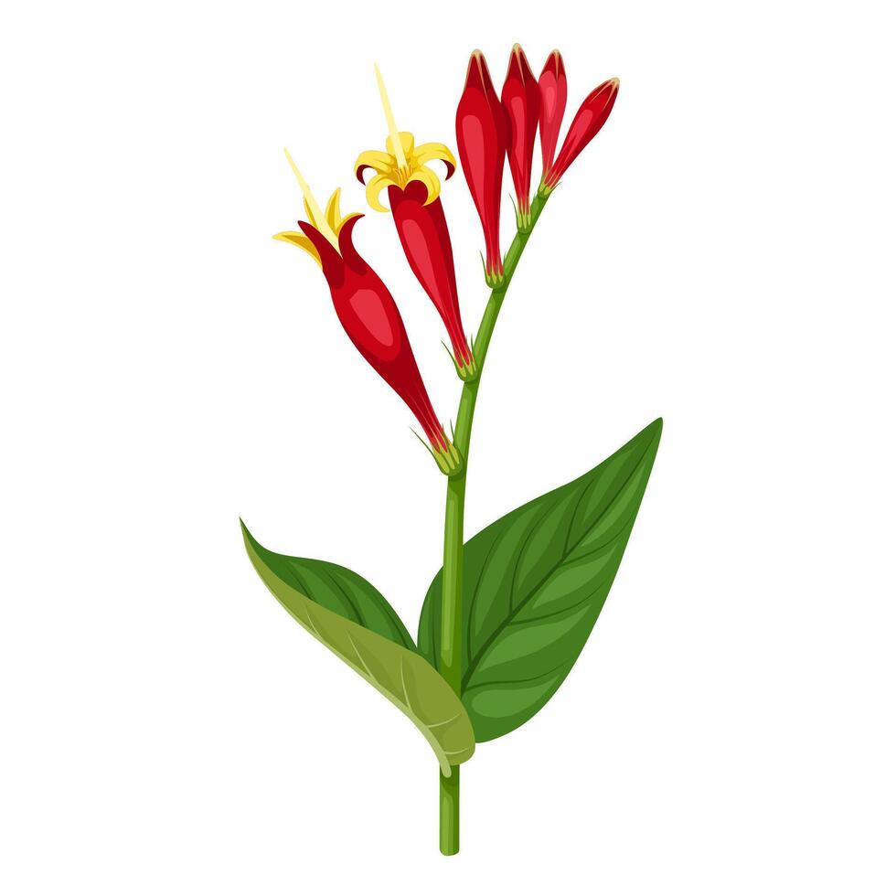 vector illustratie, spigelia marilandica , Indisch roze of Woud rozewortel, geïsoleerd Aan wit achtergrond.