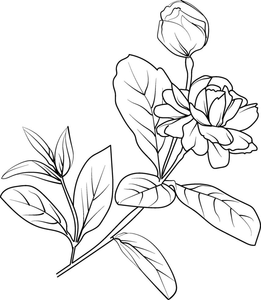 wit jasmijn bloem tekening, realistisch jasmijn bloem tekening, kunst jasmijn bloem tekening, lijn kunst gemakkelijk jasmijn bloem tekening, realistisch jasmijn bloem potlood tekening vector