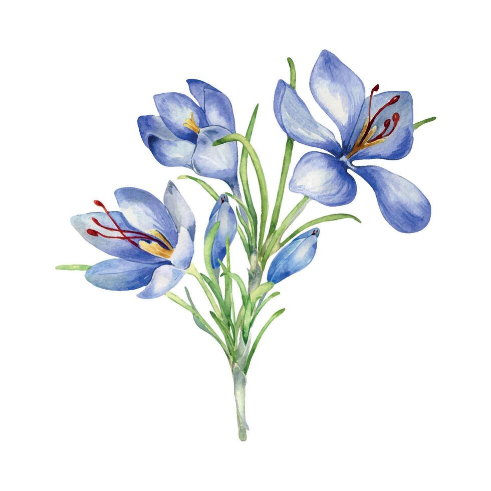 waterverf illustratie van saffraan kruid geïsoleerd Aan wit. bundel bloemen van krokus sativus botanisch kunst hand- getrokken. geschilderd voorjaar Purper bloem. ontwerp voor Pasen kaart, pakket, ansichtkaart vector