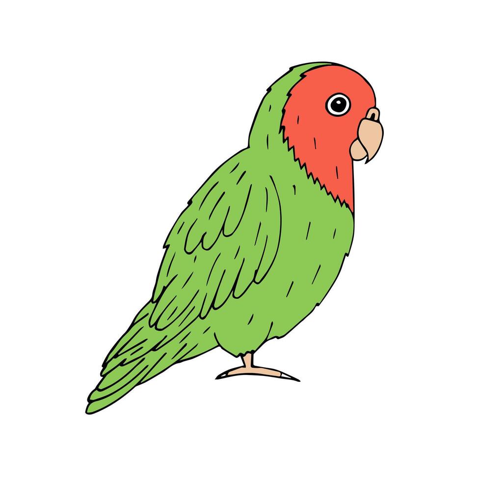 vector hand- getrokken tekening groen dwergpapegaai papegaai
