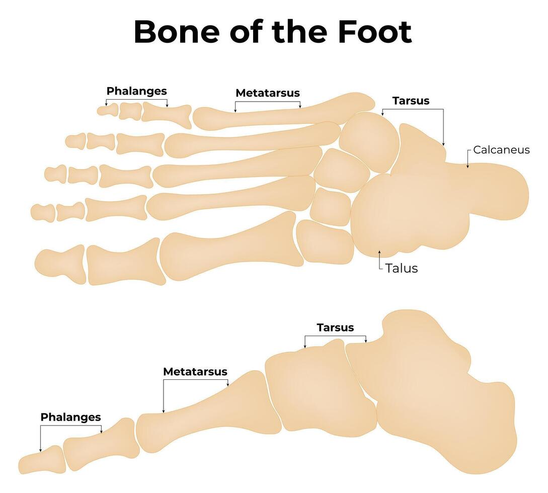 de bot van de voet wetenschap goedkeuren vector illustratie diagram