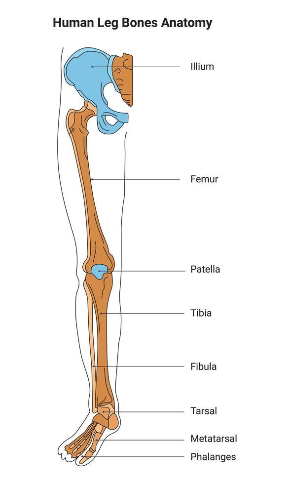 menselijk been bot anatomie wetenschap ontwerp vector illustratie diagram