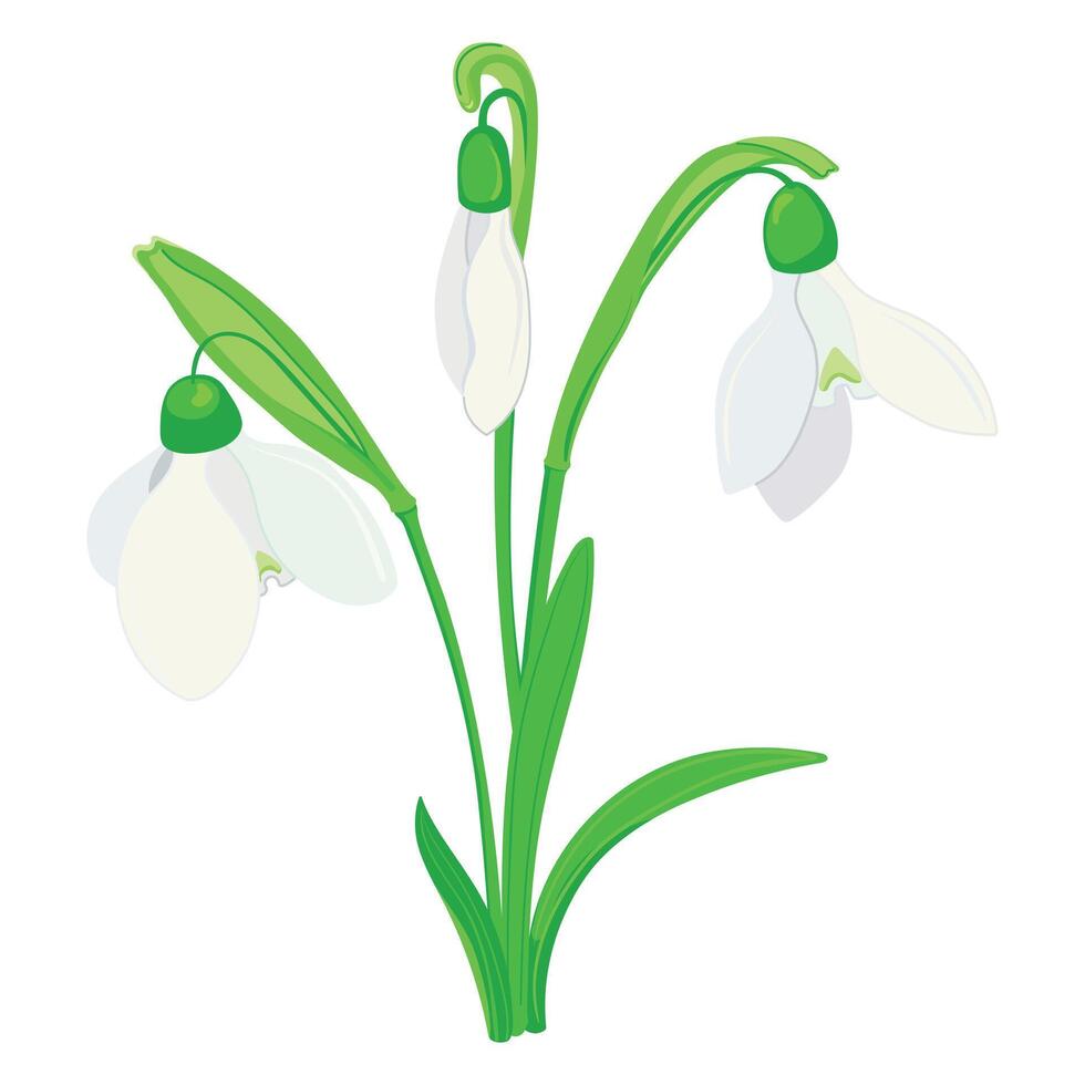 voorjaar bloemen. vector illustratie van sneeuwklokjes in vlak stijl. sneeuwklokjes zijn breken door de sneeuw. gemakkelijk illustratie Aan wit geïsoleerd achtergrond.