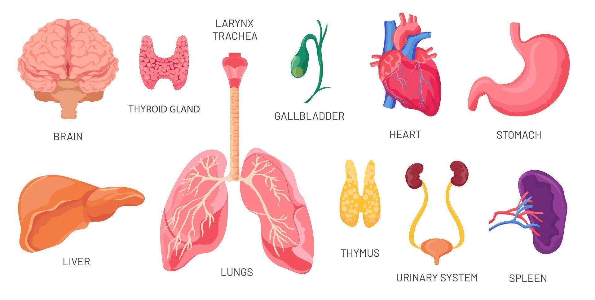 intern organen. menselijk anatomisch lichaam onderdelen, brein, maag, nier en milt. tekenfilm urine- systeem, hart en longen. orgaan vector reeks