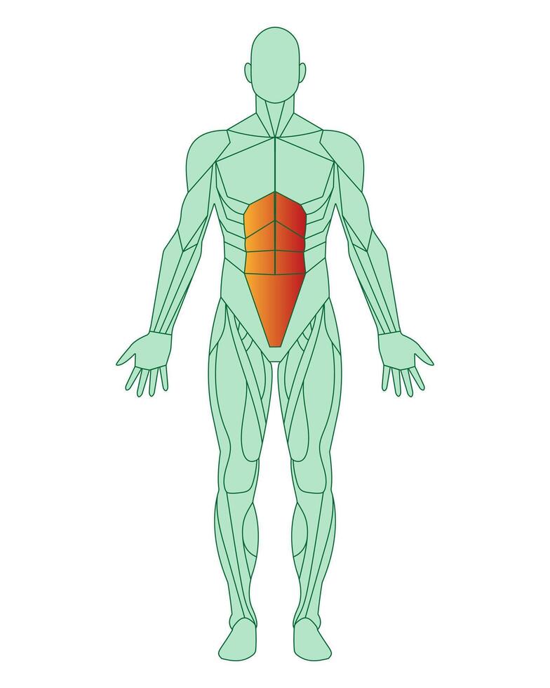 figuur van een Mens met gemarkeerd spieren. lichaam van Mens met buik spieren of rectus buik gemarkeerd in rood. mannetje spier anatomie concept. vector illustratie geïsoleerd Aan wit achtergrond.