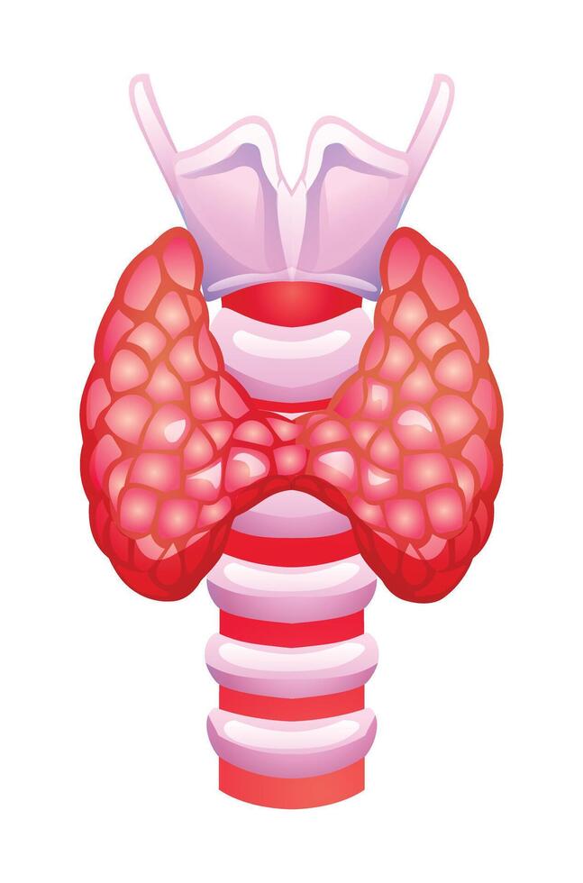 menselijk schildklier. anatomie van intern orgaan. vector illustratie geïsoleerd Aan wit achtergrond