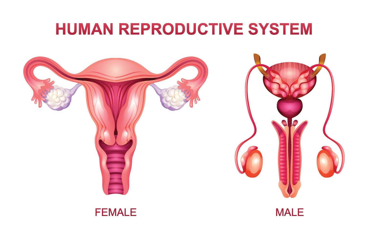 menselijk voortplantings- systeem. mannetje en vrouw voortplantings- systeem anatomie vector illustratie geïsoleerd Aan wit achtergrond