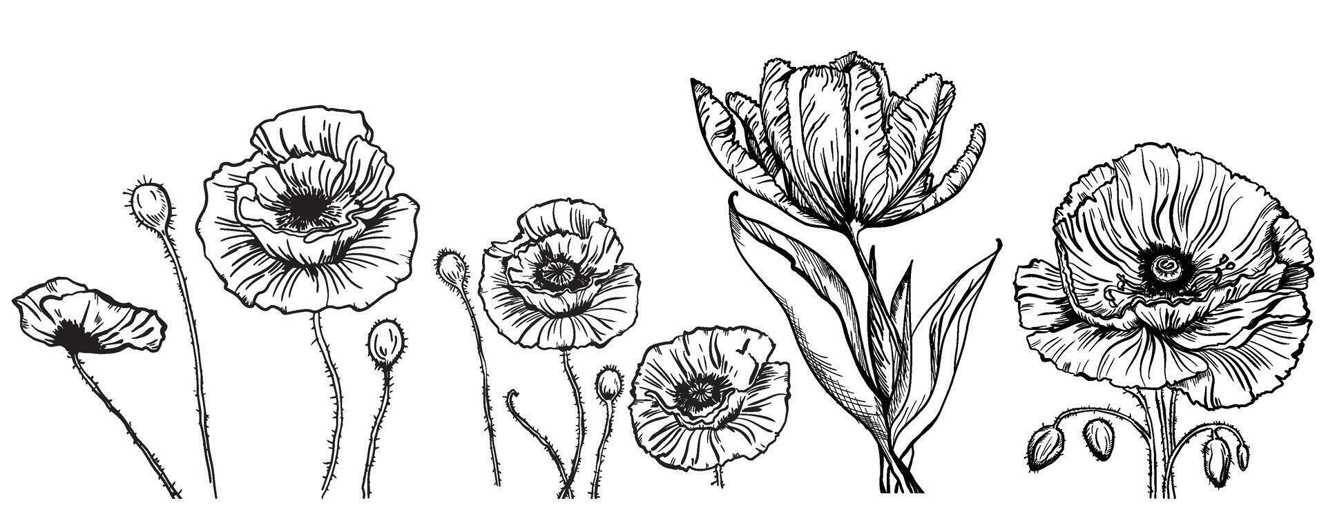 vector tekening van bloemen en bladeren van papaver en tulp, geïsoleerd bloemen elementen met een zwart lijn Aan een wit achtergrond, hand getekend illustratie van een botanicus.