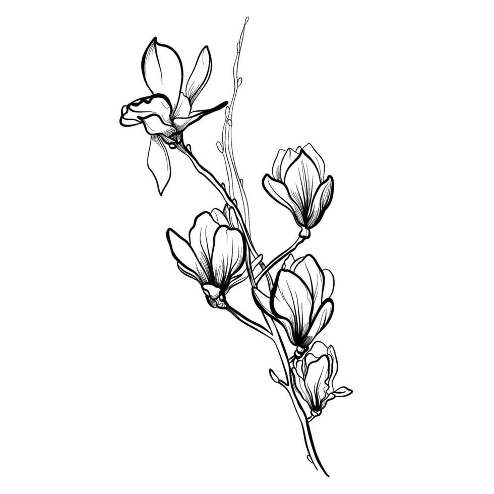 zwart en wit hand- getrokken magnolia takken vector