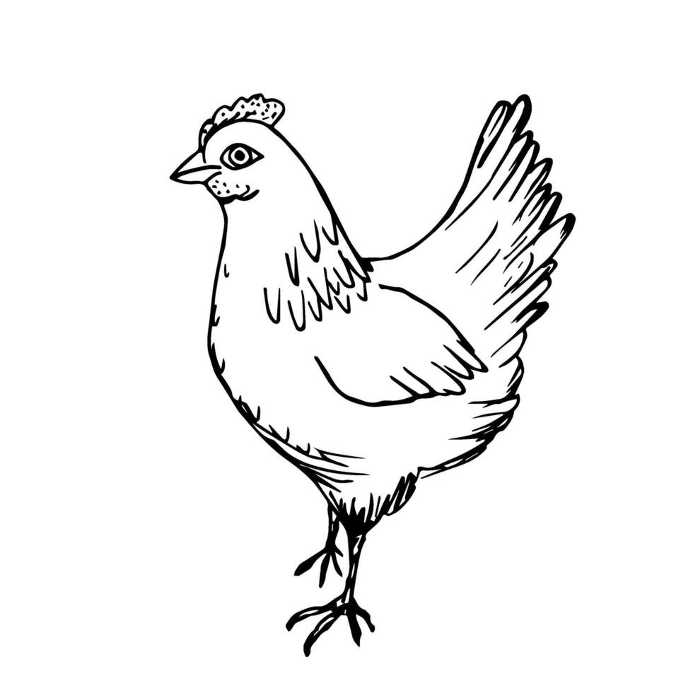 uit de vrije hand getrokken zwart schets vector tekening gevogelte kip geïsoleerd Aan een wit achtergrond. biologisch boerderij producten, markt. voor kleur boeken, etiketten, stickers.