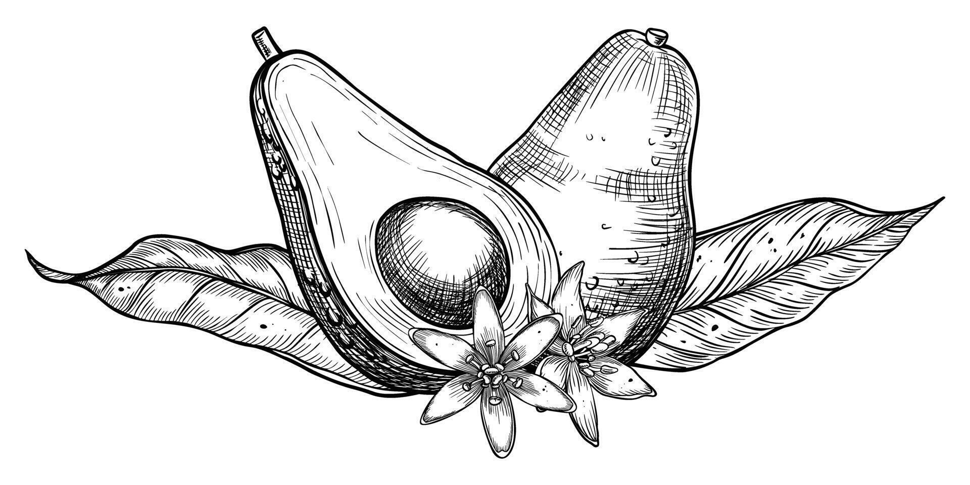 avocado vector illustratie. hand- getrokken schetsen geschilderd door zwart inkten met groente, bladeren en bloemen. botanisch tekening van tropisch fruit. gravure voor voedsel verpakking ontwerp. fabriek schetsen