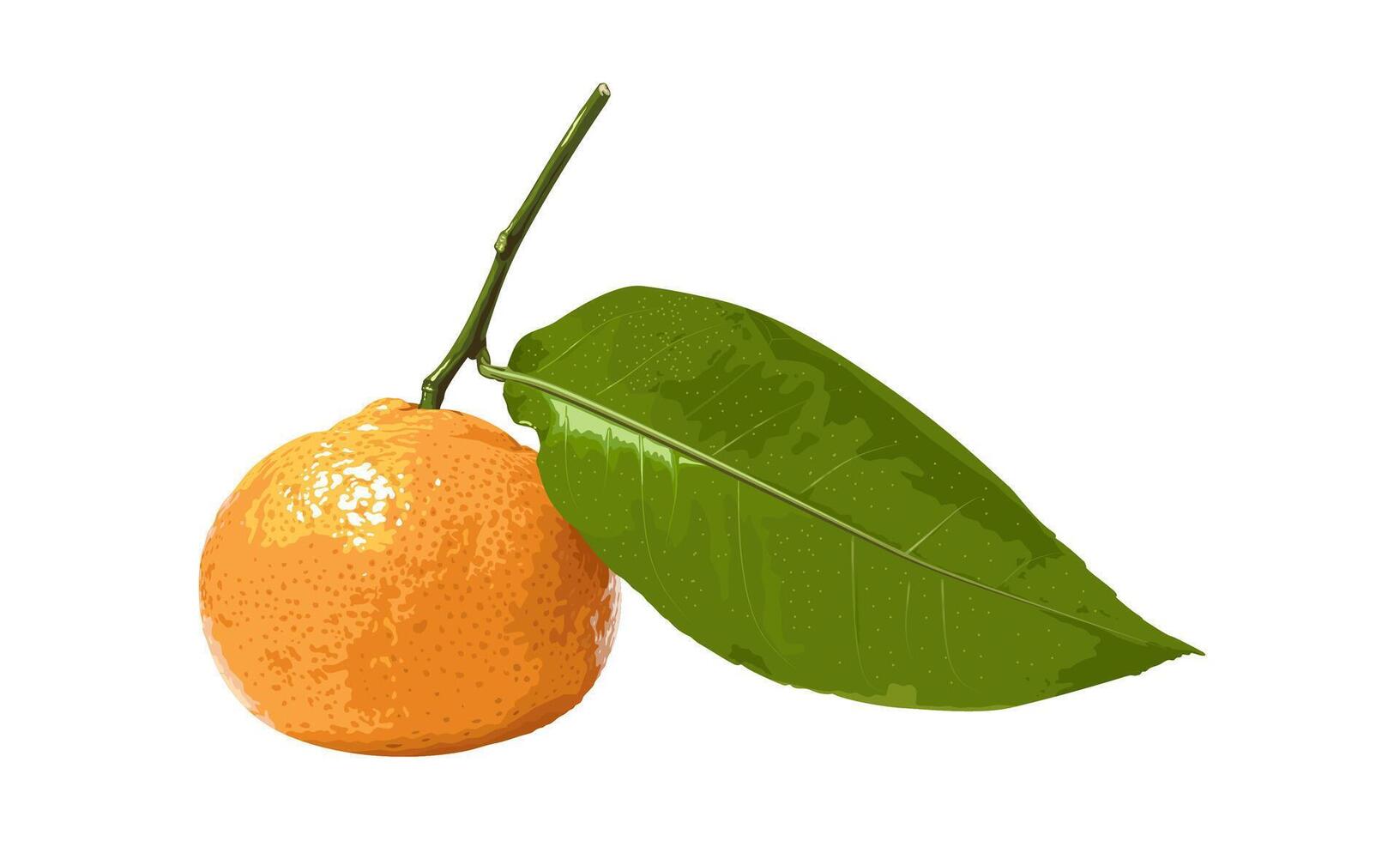 vector illustratie, mandarijn- oranje met groen bladeren, wetenschappelijk naam citrus reticulata, geïsoleerd Aan wit achtergrond.