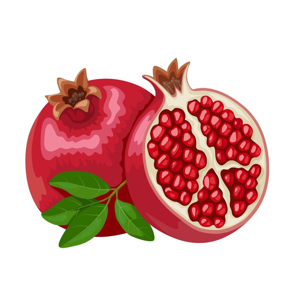 vector illustratie, rijp granaatappel fruit, wetenschappelijk naam punica granatum, geïsoleerd Aan wit achtergrond.