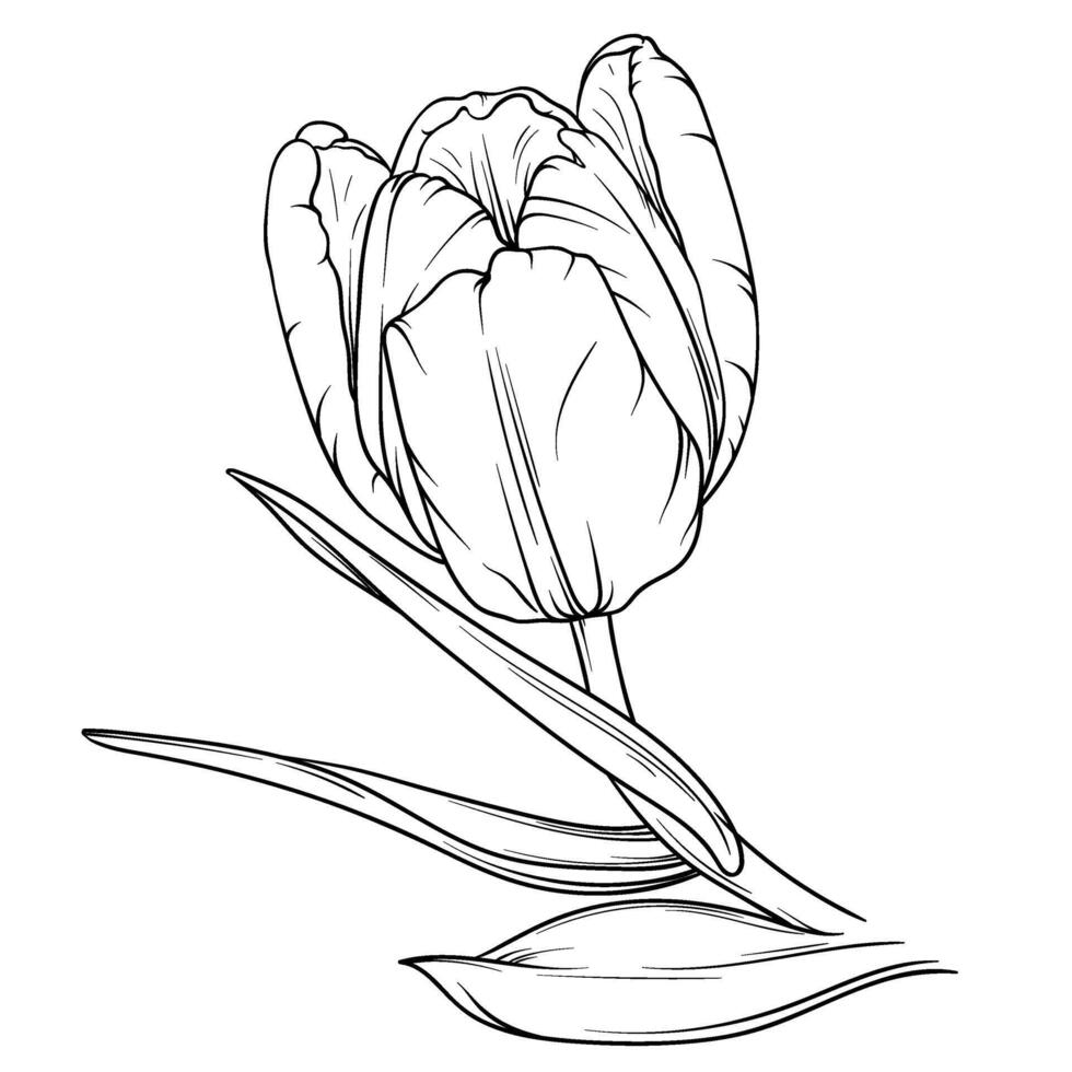 vector tulp bloemen botanisch bloem. wild voorjaar blad wilde bloemen geïsoleerd. zwart en wit gegraveerde inkt kunst. geïsoleerd tulp illustratie element Aan wit achtergrond