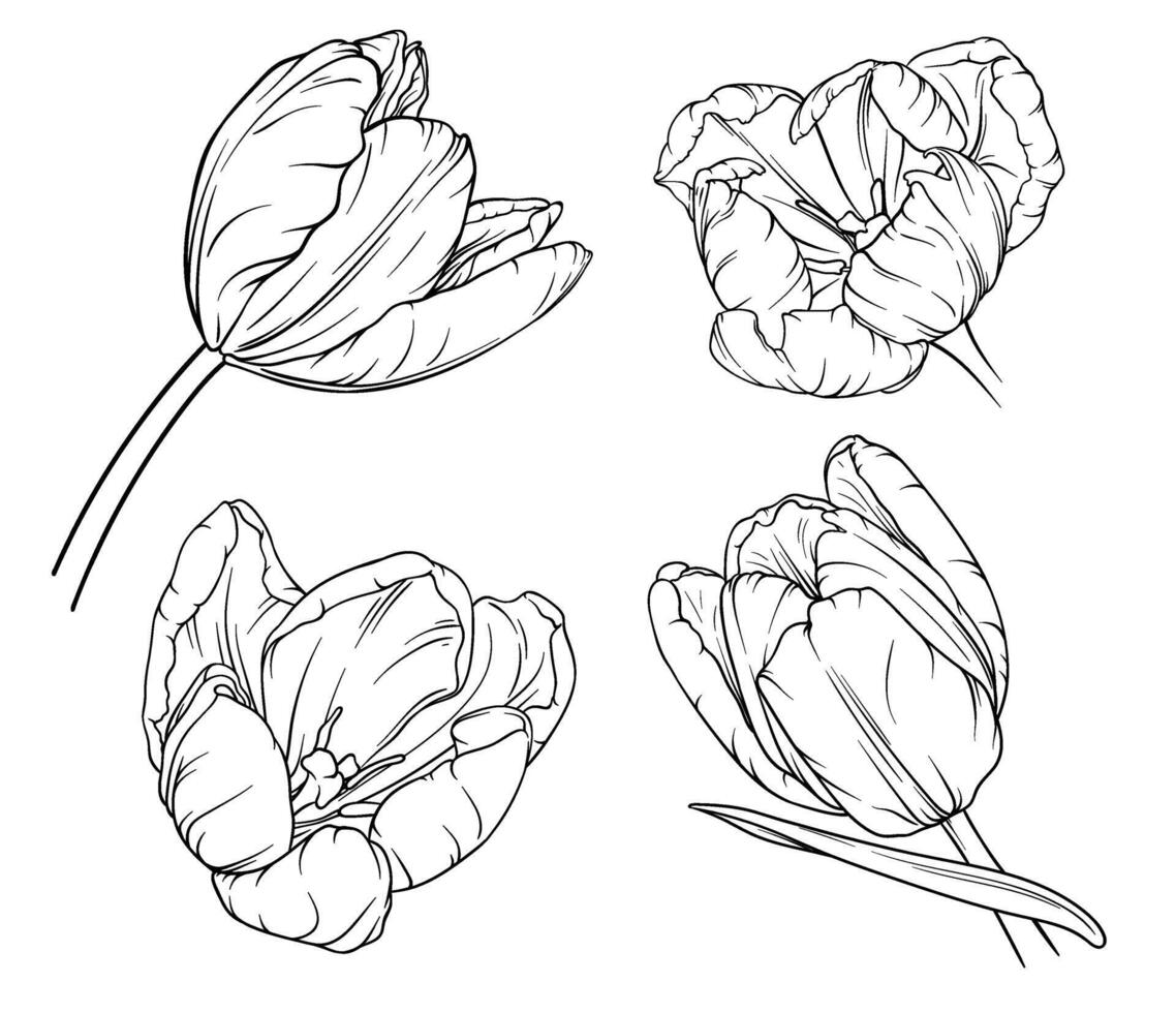 vector tulp bloemen botanisch bloemen. zwart en wit gegraveerde inkt kunst. geïsoleerd tulp illustratie element Aan wit achtergrond. wild voorjaar blad wilde bloemen geïsoleerd.