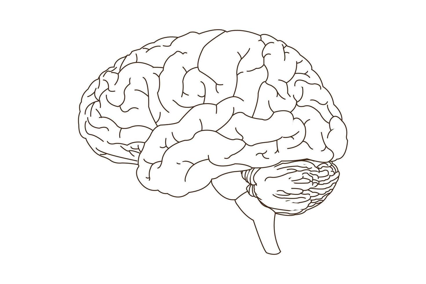 menselijk brein, lijn kunst vector illustratie. kant visie van hersenen met grote hersenen, hersenstam en cerebellum naar studie anatomie, neurologie. eps 10