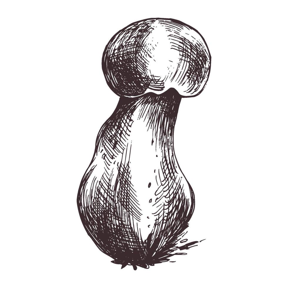 Woud eetbaar paddestoel boletus met mos Aan een stang. grafisch botanisch illustratie hand- getrokken in bruin inkt. voor recepten, verpakking, herfst festival, oogst. geïsoleerd voorwerp vector