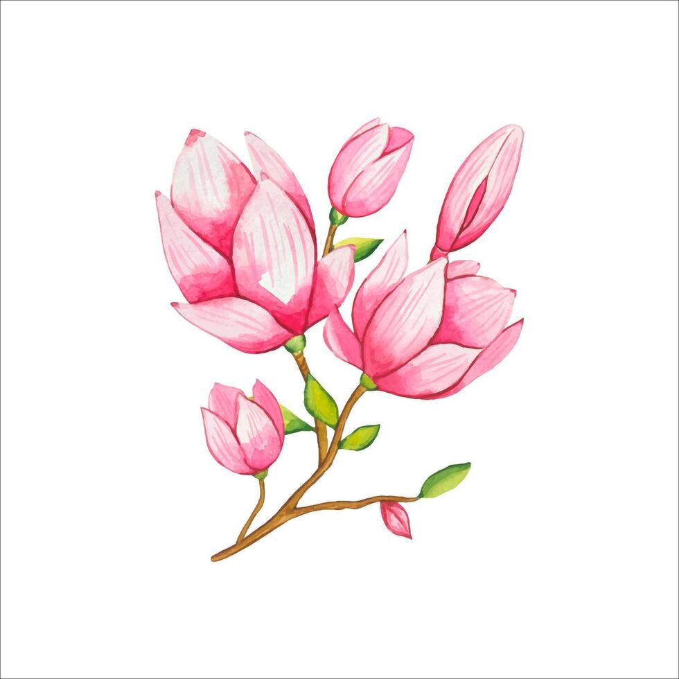 hand- getrokken takje van bloeiend roze magnolia, waterverf vector