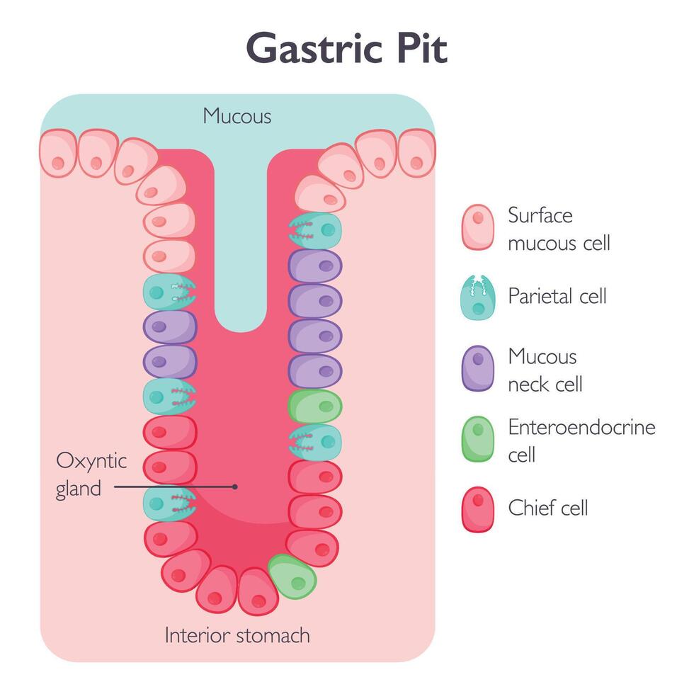 maag- pit cellen vector illustratie grafisch diagram