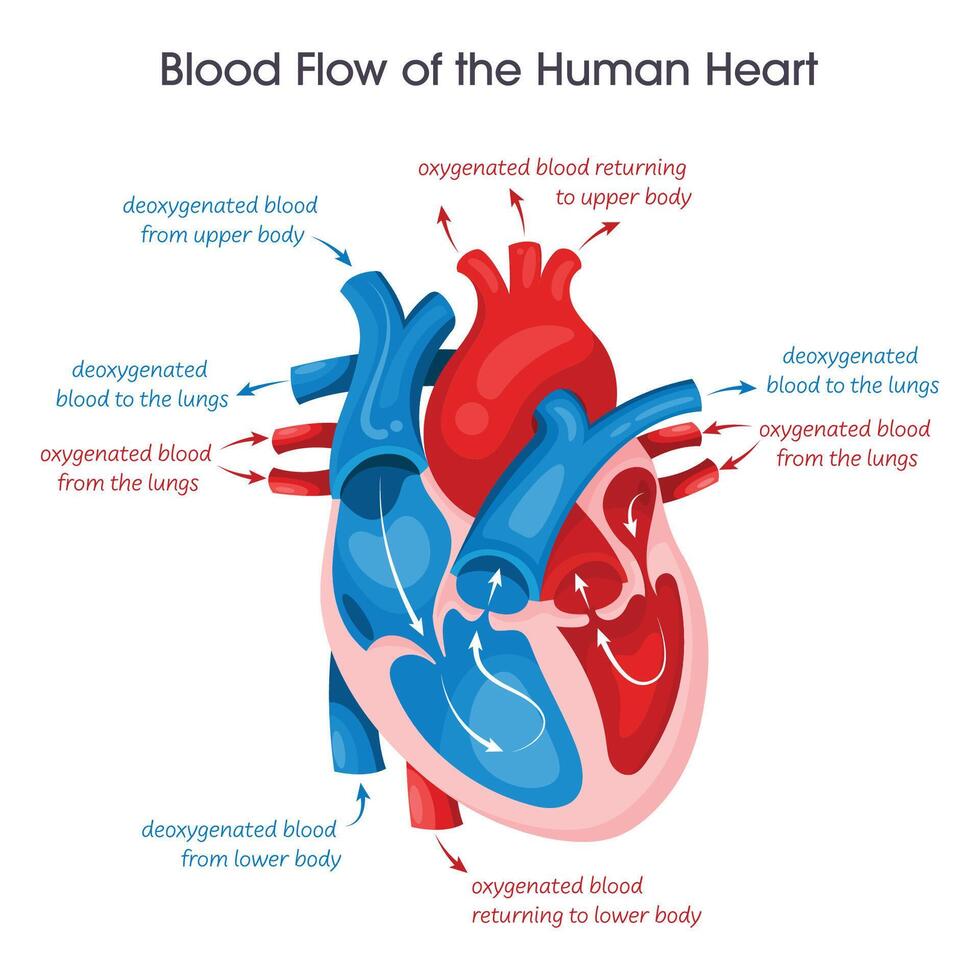 bloed stromen van een menselijk hart vector illustratie leerzaam diagram