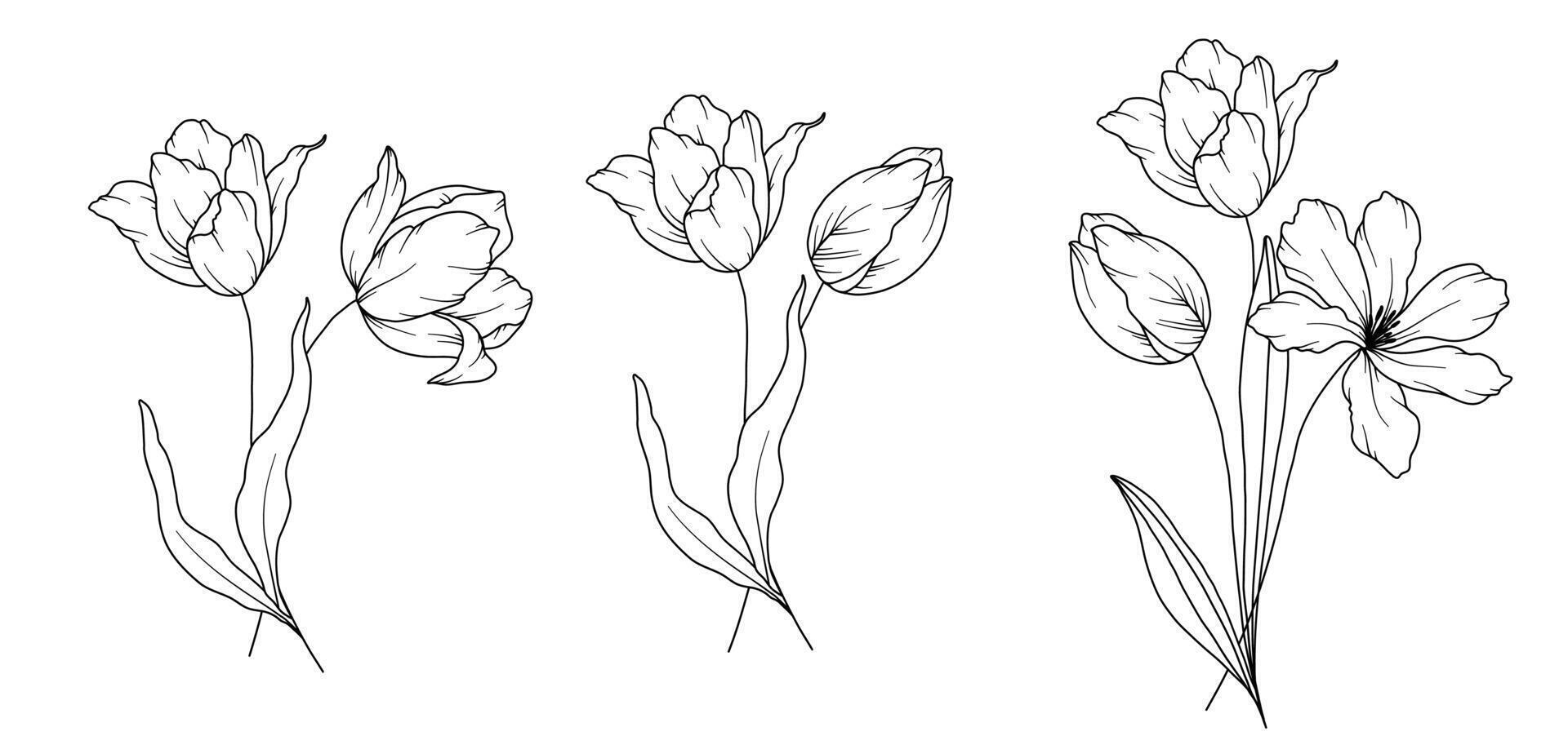 tulpen lijn tekening. zwart en wit bloemen boeketten. bloem kleur bladzijde. bloemen lijn kunst. prima lijn tulpen illustratie. hand- getrokken bloemen. botanisch kleuren. bruiloft uitnodiging bloemen vector