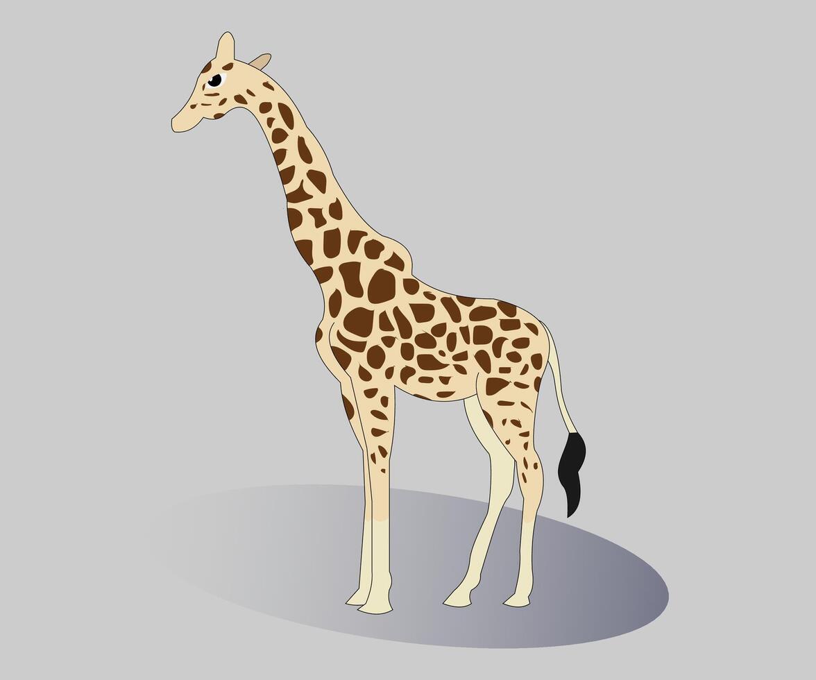 een giraffe staand Aan een grijs achtergrond vector