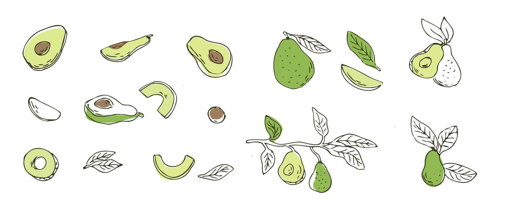 reeks van avocado fruit schets hand- getrokken schetsen. vector illustratie geïsoleerd. kan gebruikt voor inpakken, verpakking, poster, Hoes ontwerp, textiel en backdrop voor kunstmatig en voedsel veganistisch producten