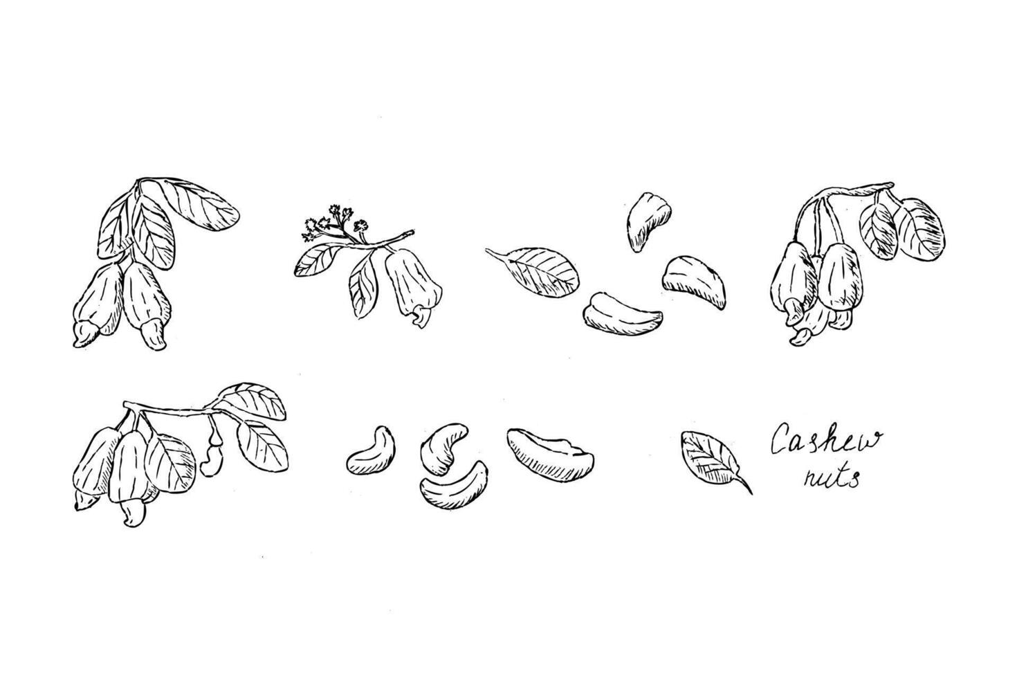 hand- getrokken schetsen van cachou noten Aan brunch en geschild noten schets vector