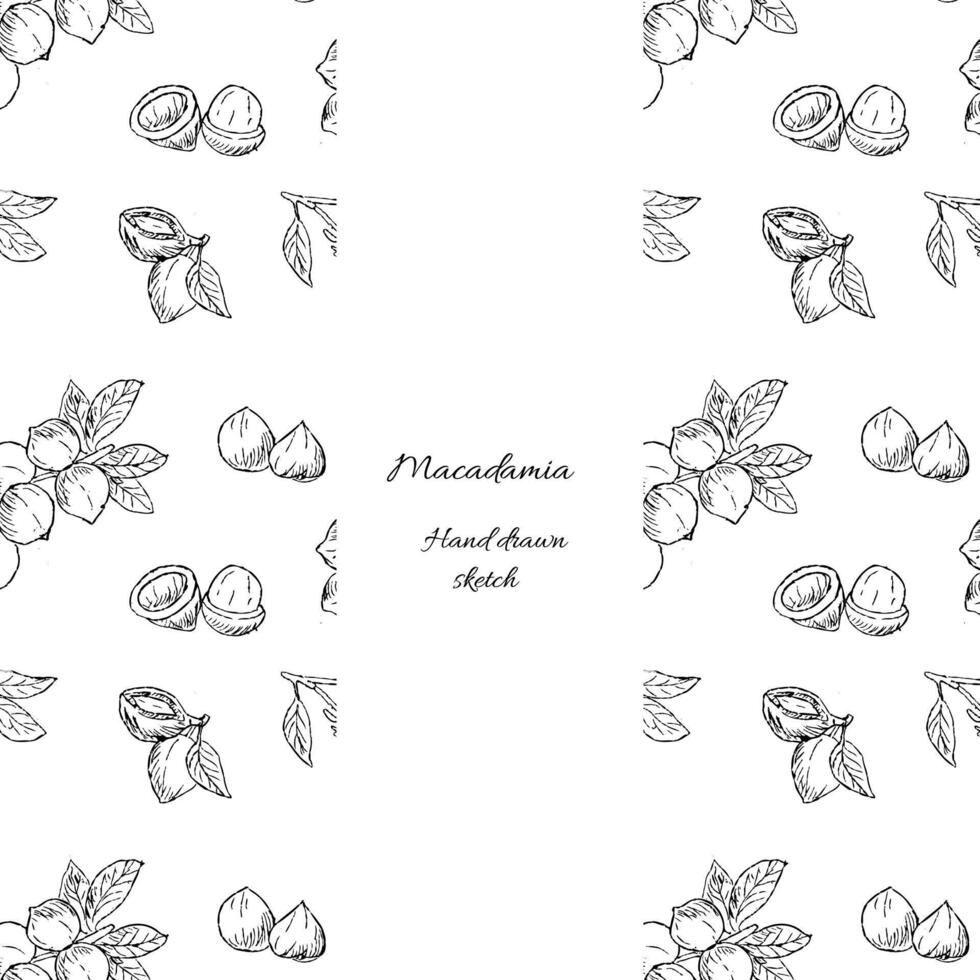 schets Hoes omhulsel sjabloon van macadamia noten Product vector