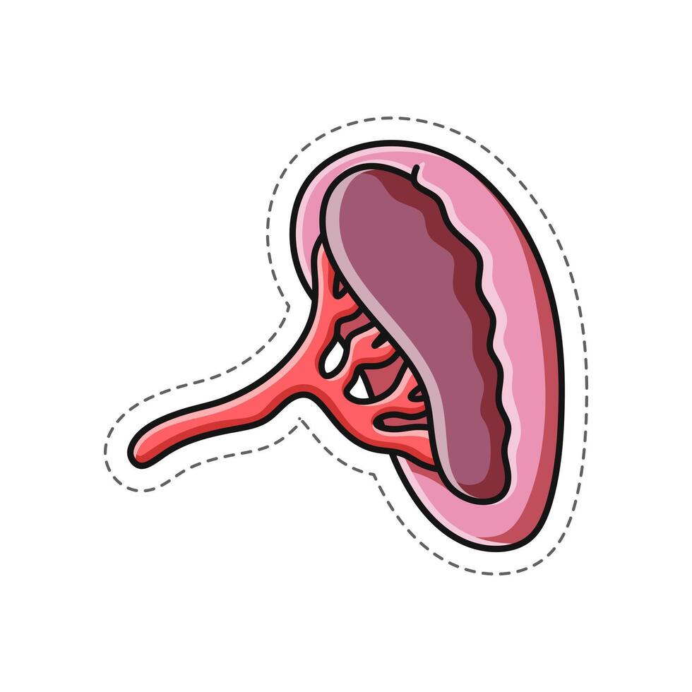 vrij vector, tekening illustratie van een gezond menselijk nier sticker vector