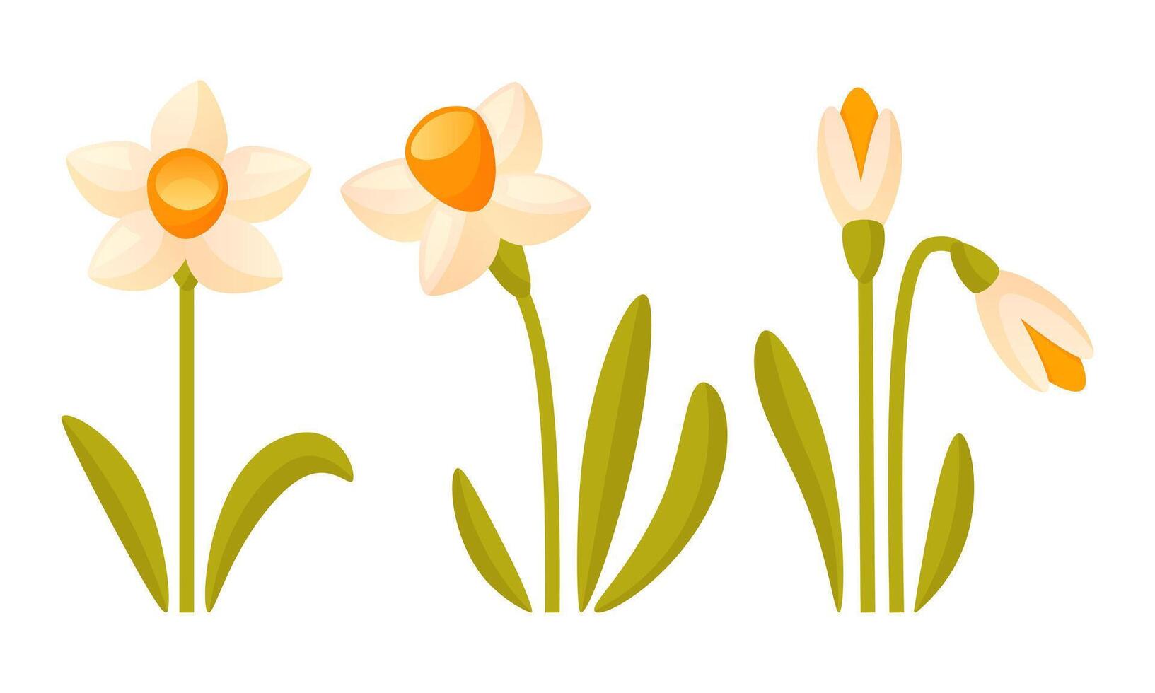 vector reeks van wit narcissen Aan een wit achtergrond. vroeg voorjaar tuin bloemen.
