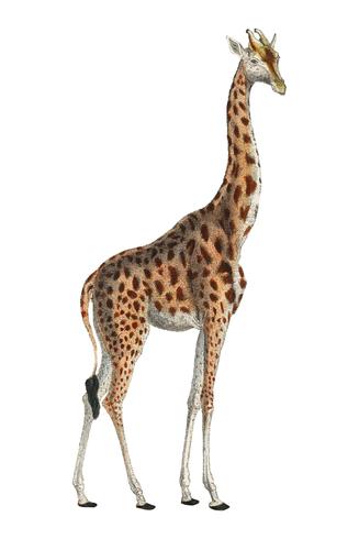 Camelopardis Giraffe - The Giraffe (1837) van Georges Cuvier (1769-1832), een illustratie van een prachtige giraffe en schetsen van zijn schedel. Digitaal verbeterd door rawpixel. vector