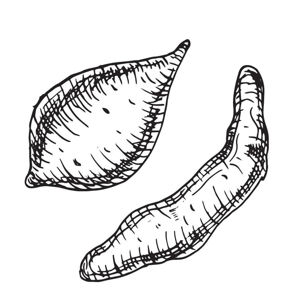 reeks van zoet aardappelen vector illustratie geïsoleerd Aan wit. geheel van zute aardappel inkt schets hand- getrokken. knol aardappel zwart wit grafisch. voor ontwerp menu, inpakken, ingrediënten van recept, verpakking.