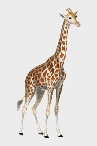 Illustratie van een giraffe uit Dictionnaire des Sciences Naturelles door Pierre Jean Francois Turpin (1840). Digitaal verbeterd door rawpixel. vector