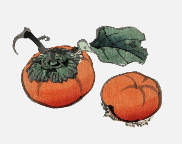 Persimmons door K? No Bairei (1844-1895). Digitaal verbeterd vanuit onze eigen originele uitgave uit 1913 van Bairei Gakan. vector