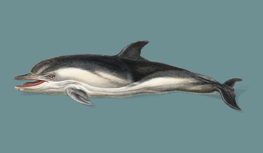 Delphinus delphis geïllustreerd door Charles Dessalines D &#39;Orbigny (1806-1876). Digitaal verbeterd van onze eigen uitgave van Dictionnaire Universel D&#39;histoire Naturelle uit 1892. vector