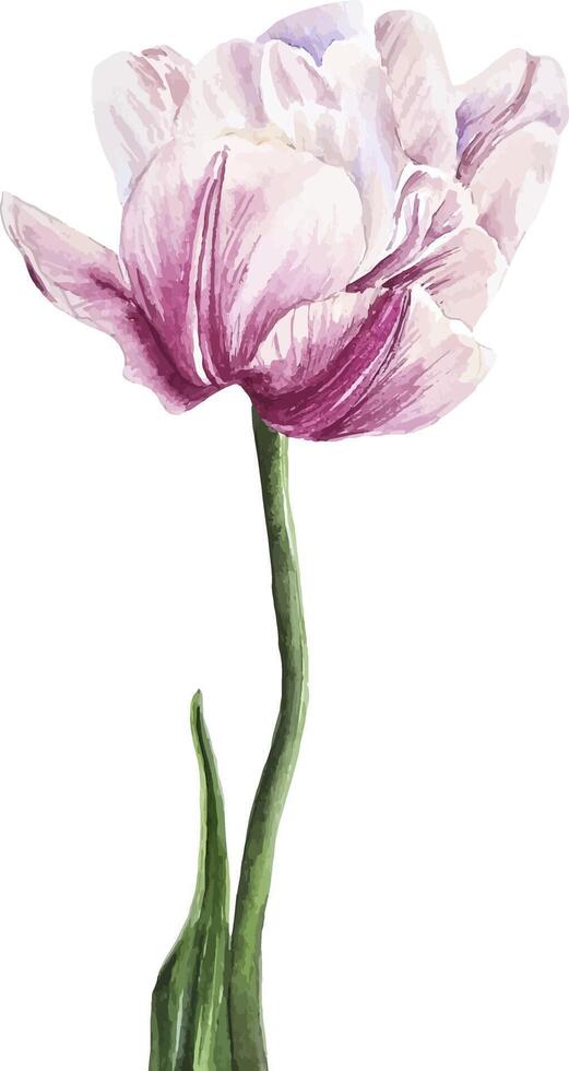 waterverf roze wijnoogst tulp bloem botanisch clip art hand- getrokken geïsoleerd illustratie vector